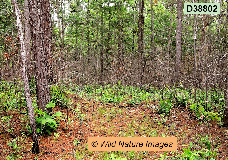 Southeastern Mixed Forests 